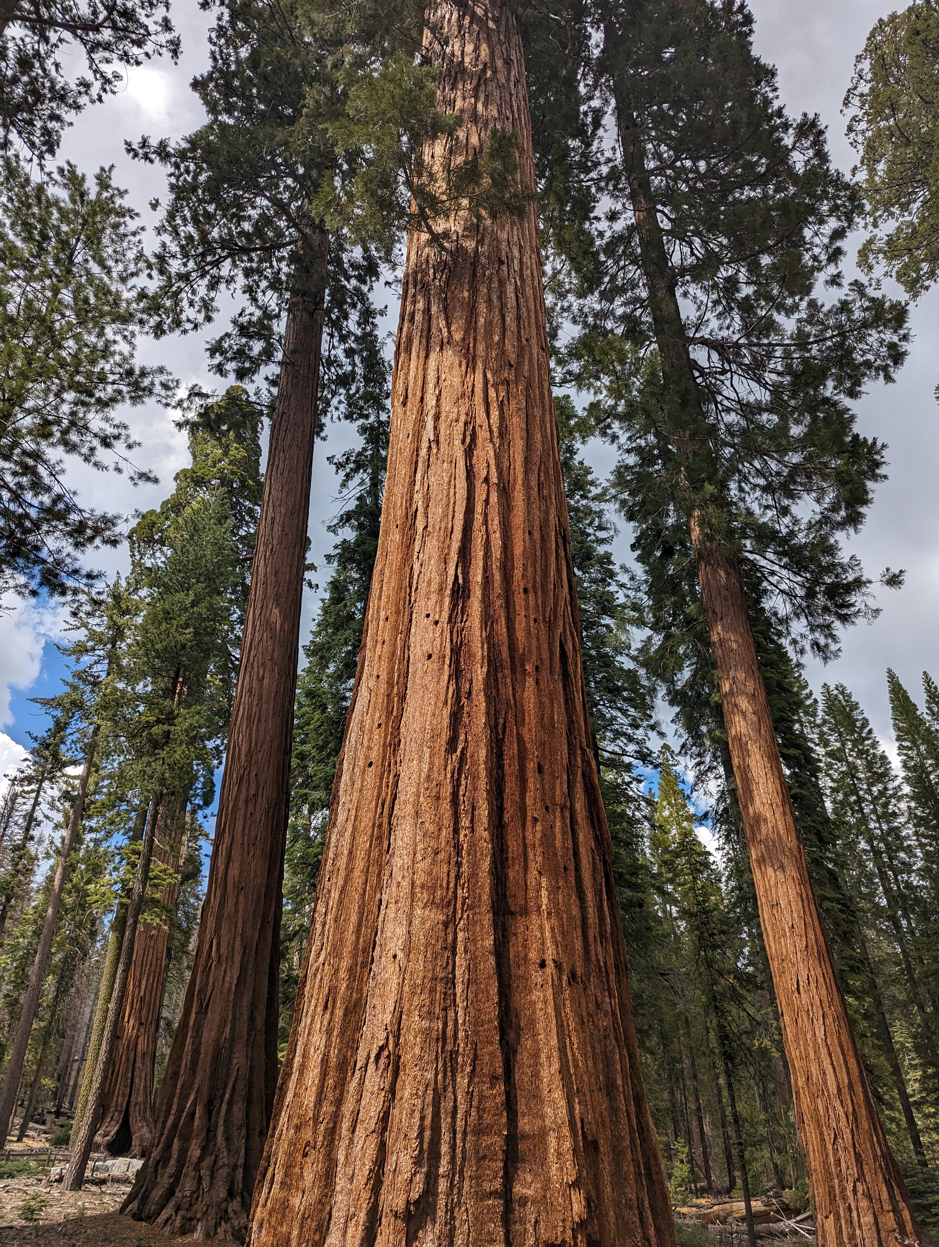 Towering Giant Sequoisas in Mariposa Grove in California. Our first time visit to Yosemite and first time seeing Redwoods!